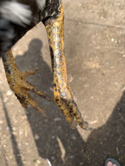 Продам даканиху чистая китаянка