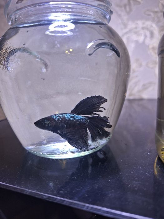 Красивые рыбы петушки