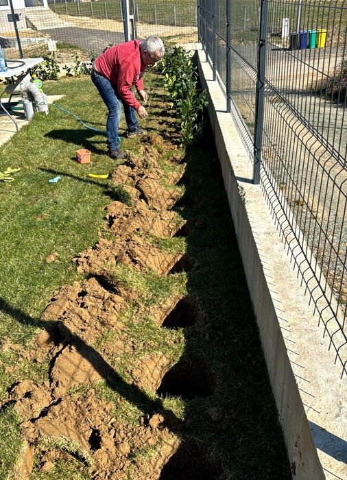 Laur Englezesc NOVITA 60-80cm - Ramificat - Prumus Laurocerasus