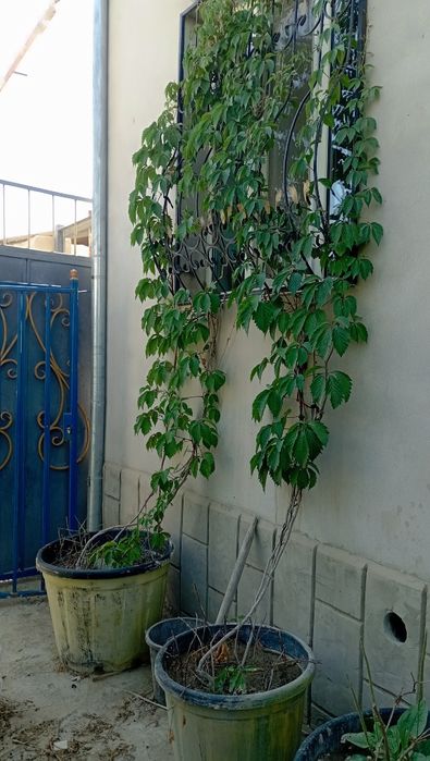 Дикий виноградый