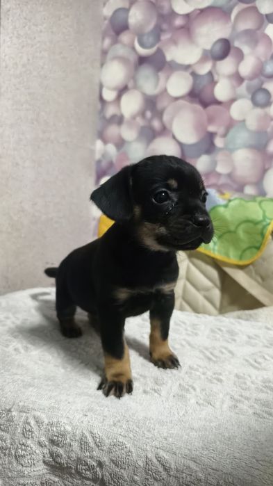 Продам щенков французского бульдога метисы !!