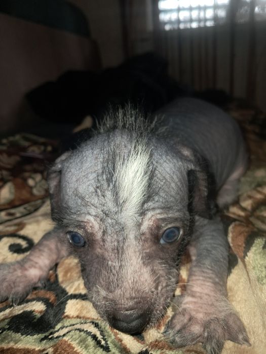 Китайская хохлатая