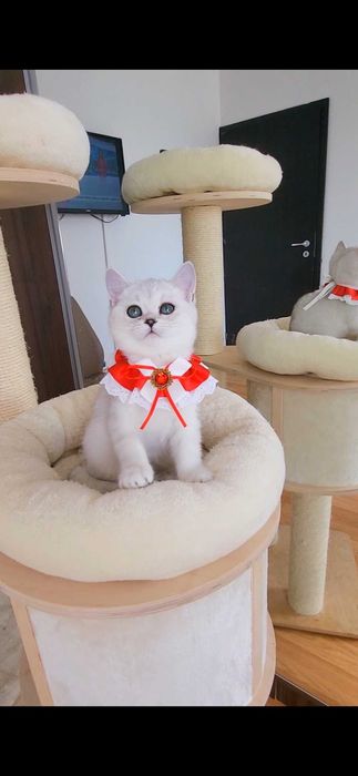 Fetita scottish straight shorthair cu pedigree iubibila