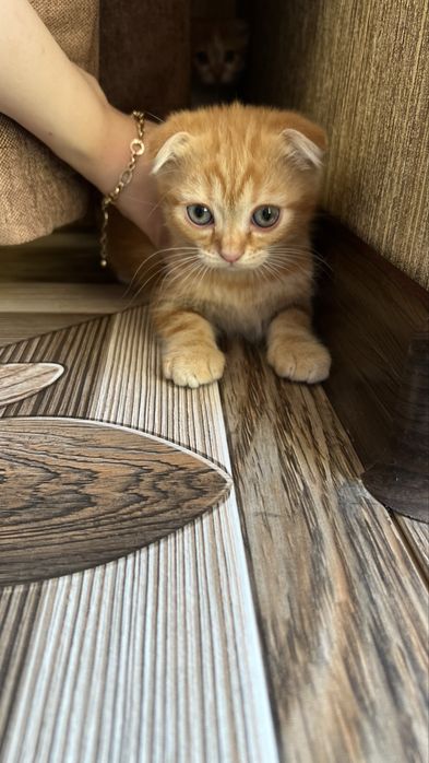 Котята скотиш фолд