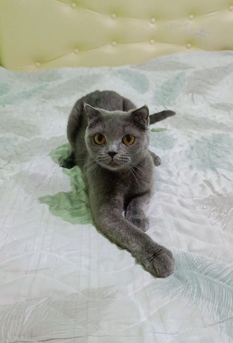 Zotli mushuk sotiladi Scottish fold