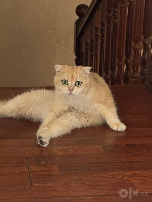 Scottish fold мушук сотилади