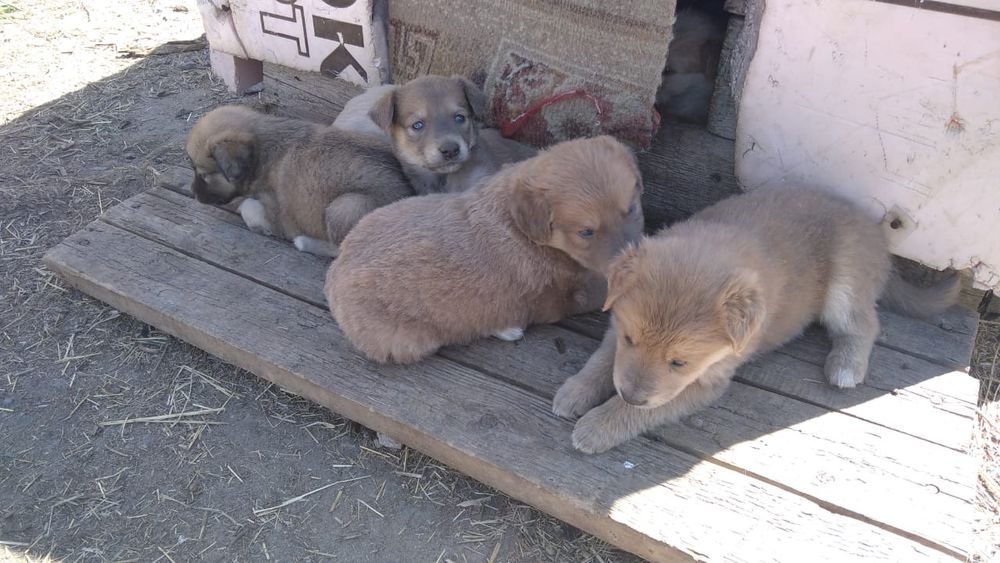 Отдам щенков дворняжки, остались девчонки