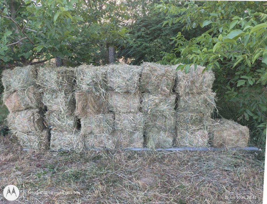 Baloți mici de Lucernă de vânzare