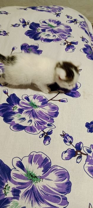 Отдам добрым людям