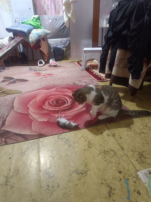 Крысаловка привитая.