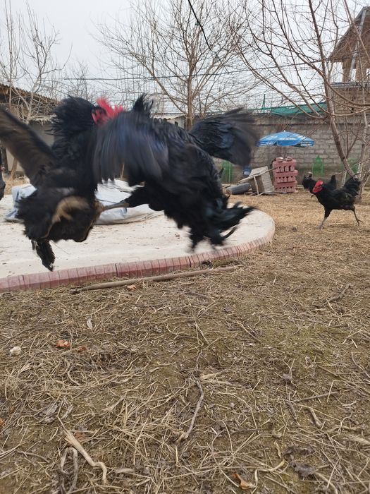 Куры породы черный принц