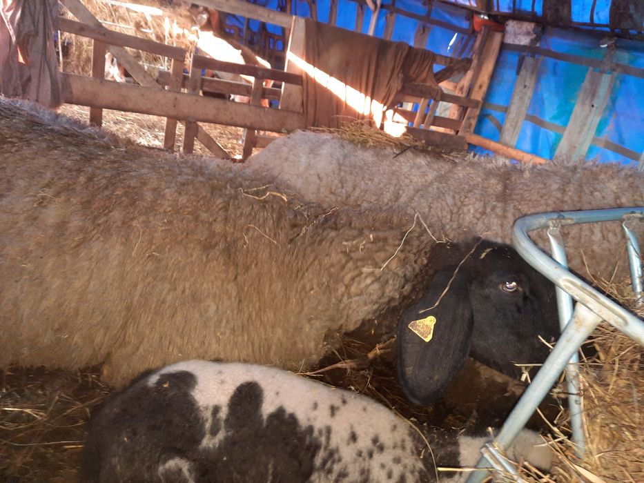 12 Oi carabase  și 7 miei