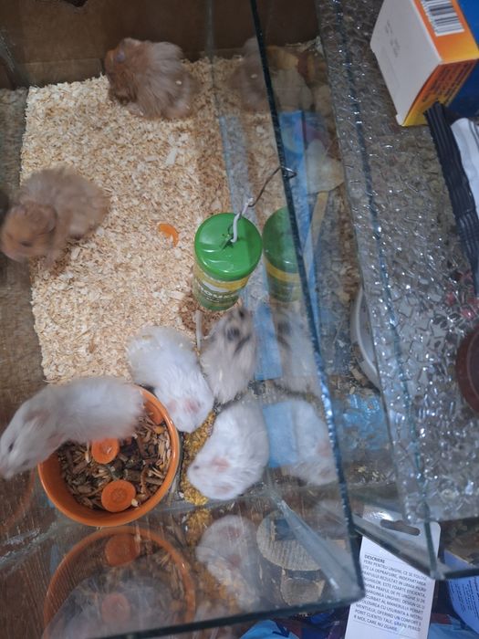 Hamsteri sirieni