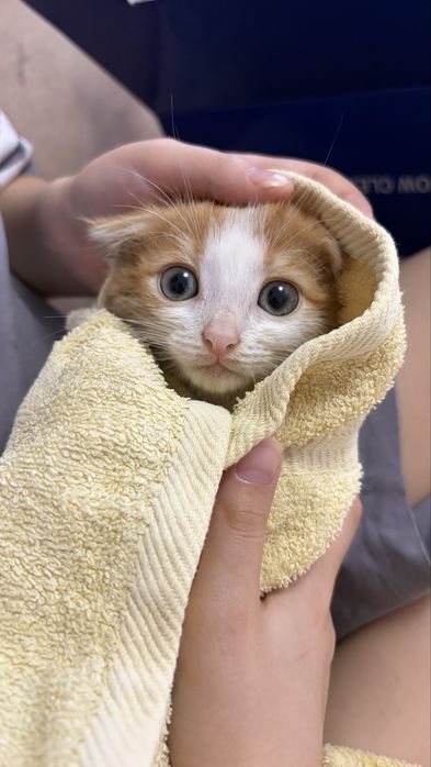 Отдам котенка мальчик вислоухий