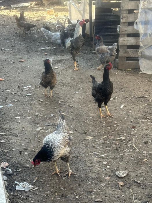 Дәкен қораз сатылады