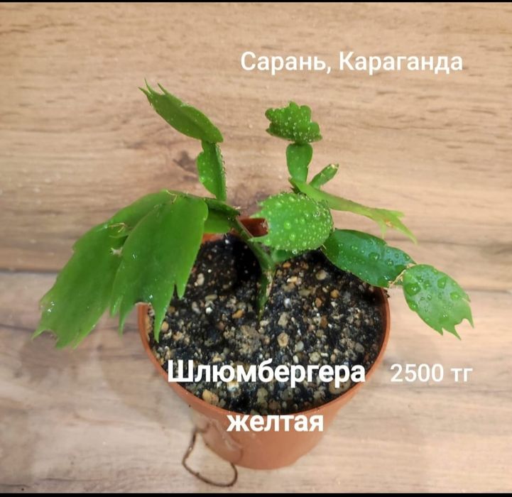 Алоэ,шлюмбергера,рипсалидопсис