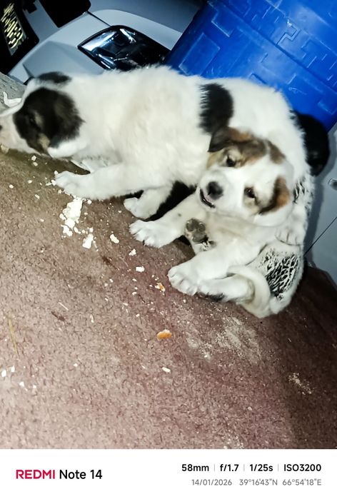 Itlar sotiladi oladiganlar bulsa murojat qiling