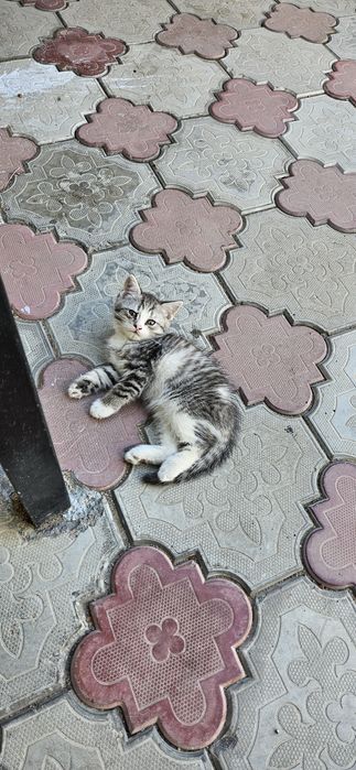 Отдам котят к лотку приучены