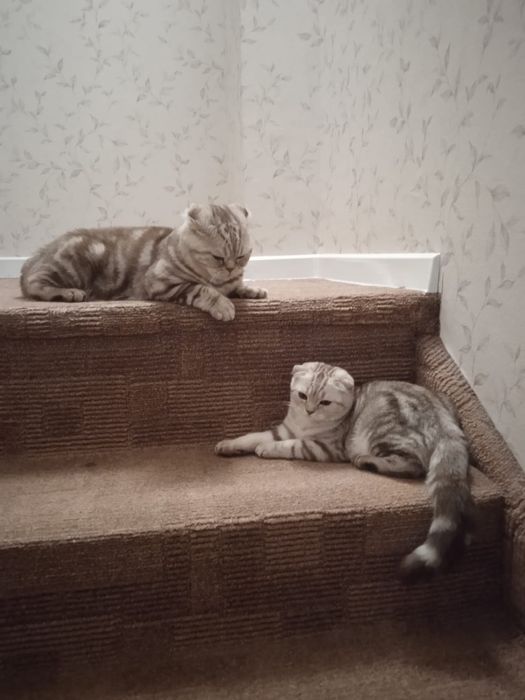 Котята Шотландцы мальчики 45.000