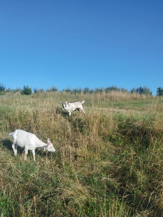 Vând țap și ieduțe.