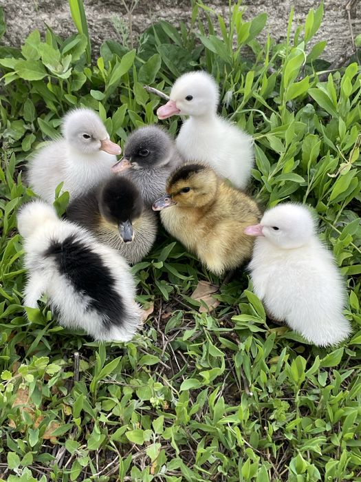 Boboci de rata polare romanesti pekin macaitoare