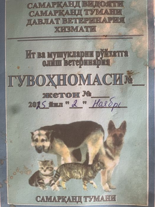 Nemeschkiy Apcharka sotiladi