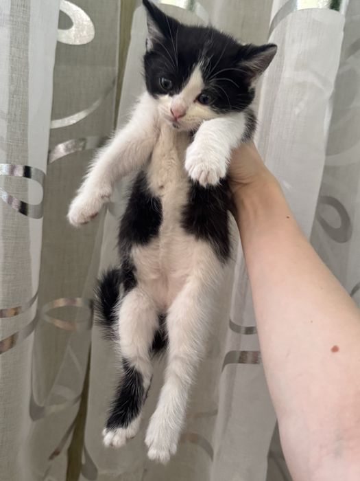 Котята в хорошие руки