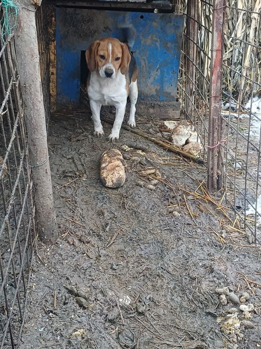 Schimb o perechie de căței bigal cu alte animale