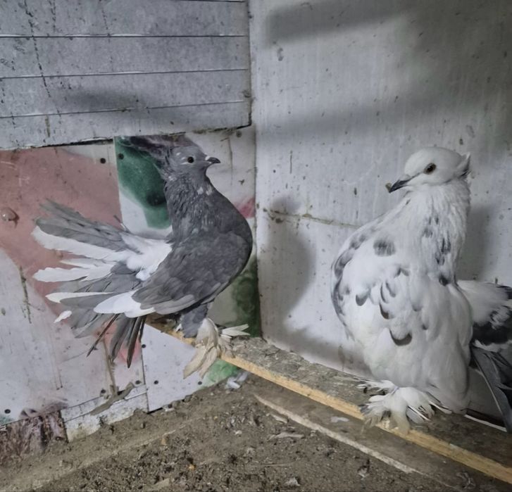 porumbei indieni capaciti/rotati