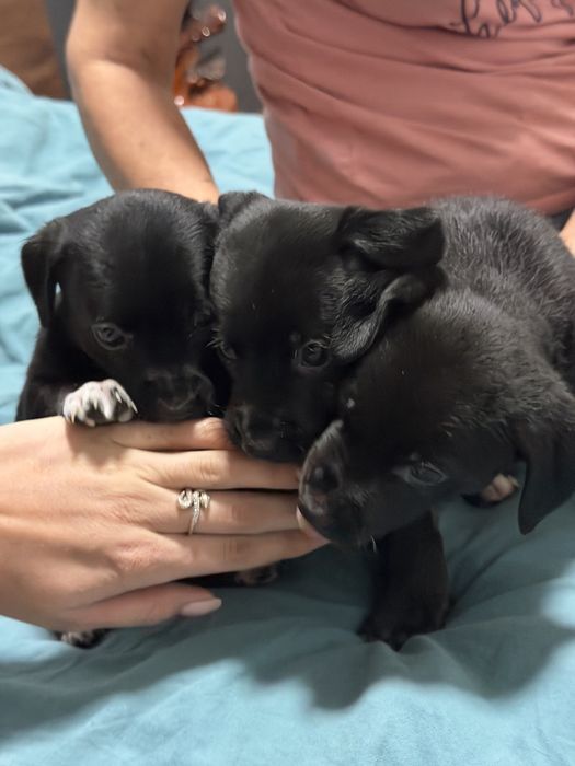 Щенок дворняжки