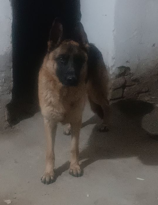 немецкий овчарка