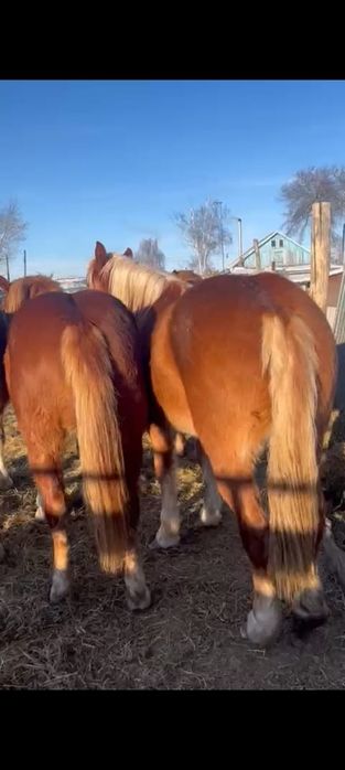 Продам двух кобылок