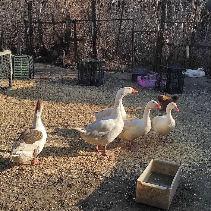 Яйца на инкубацию