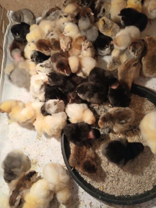 Суточные Домашние цыплята