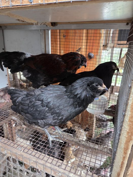 Молодая семья амераукана.