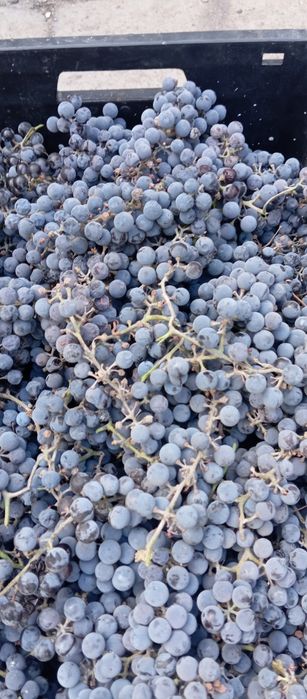Продам виноград для компотов сладкий