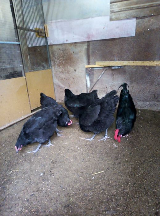 Уй тухум(Домашние яйца)