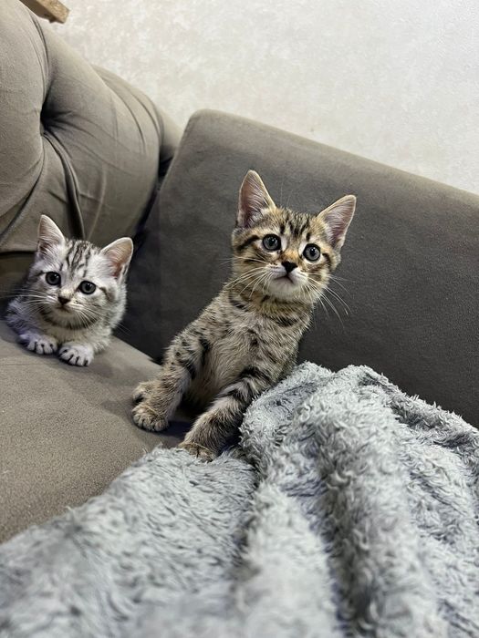 Британские котята мальчики и девочки