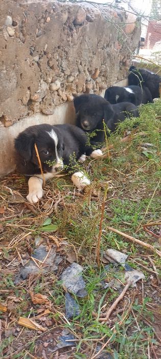 Alabay kuchuk bolasi sotiladi