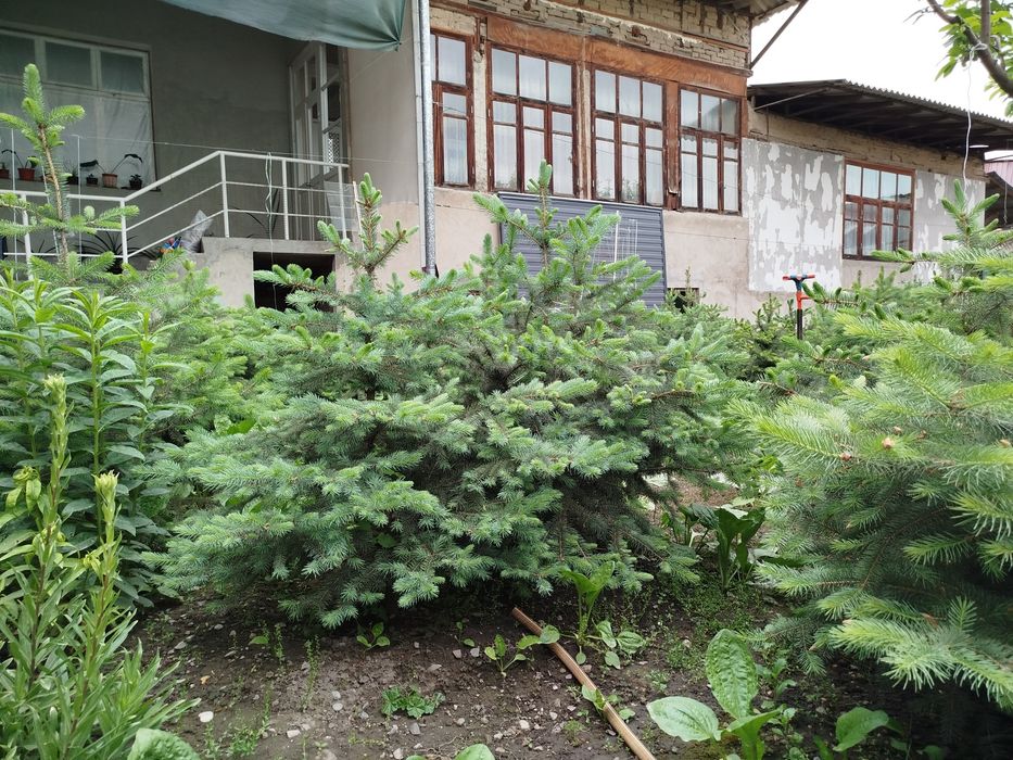 Голубая ель Российская
