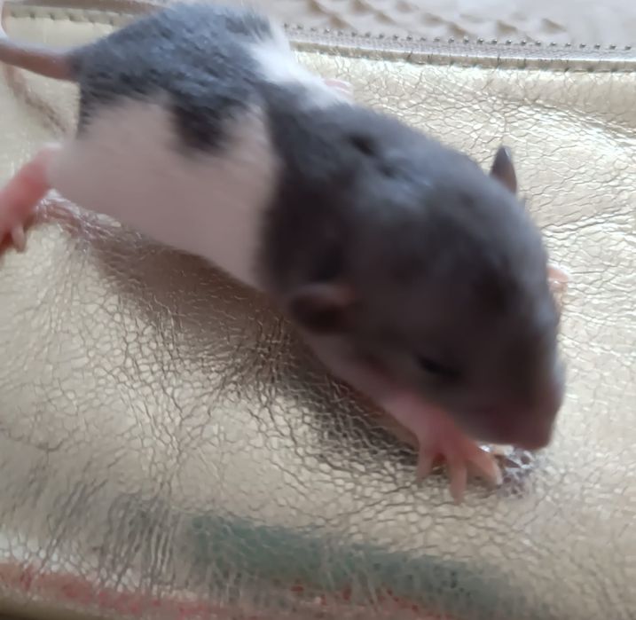 Продаю милых ласковых крысят.