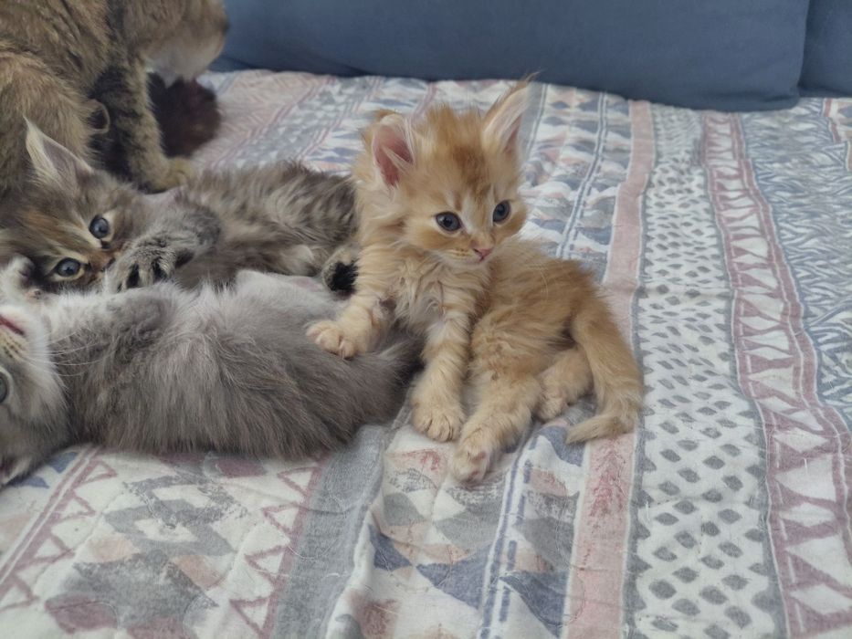 пол мейн-кун отец персидская кошка