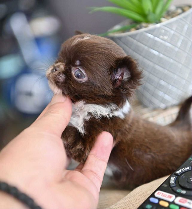 Мъжко дългокосместо мниатюрно шоколадово чихуахуа