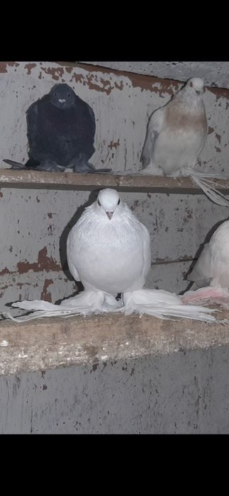 На  продажу   голуби