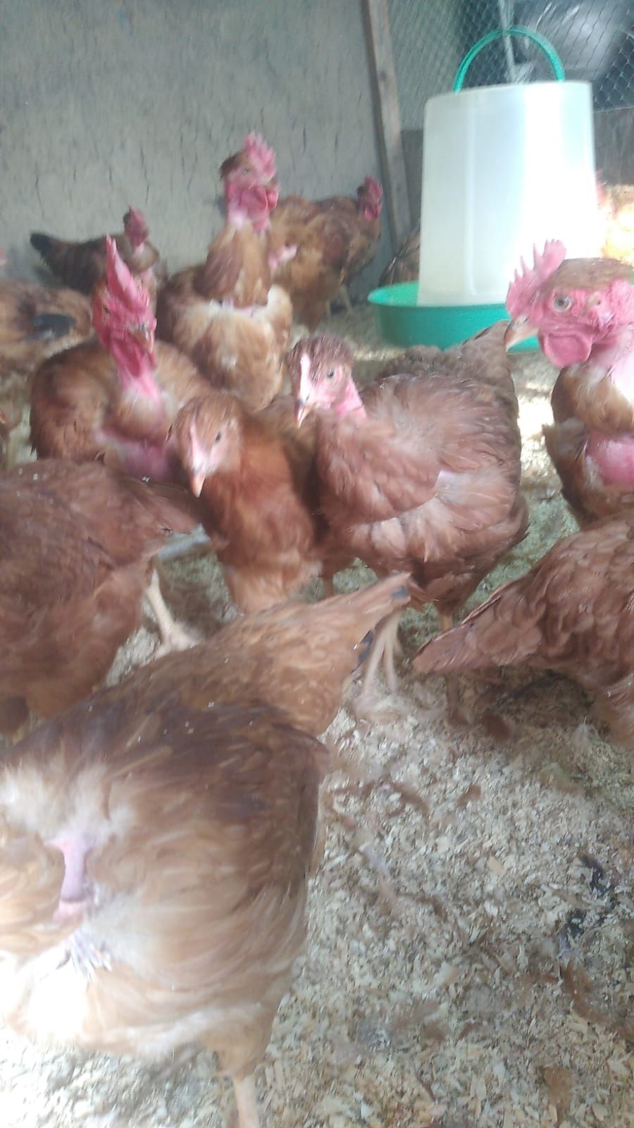 Голошейка куры купить