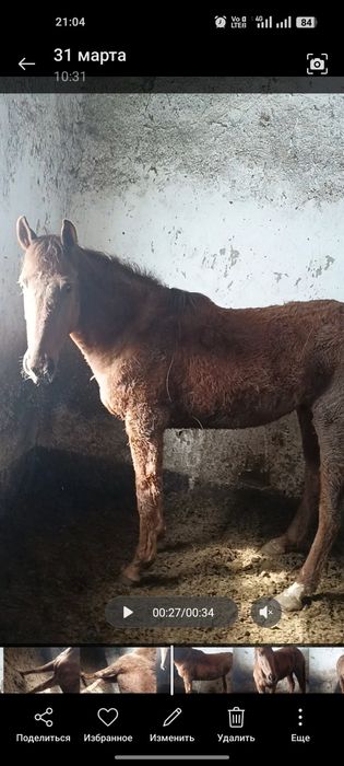 Продам 3 головы кобылы