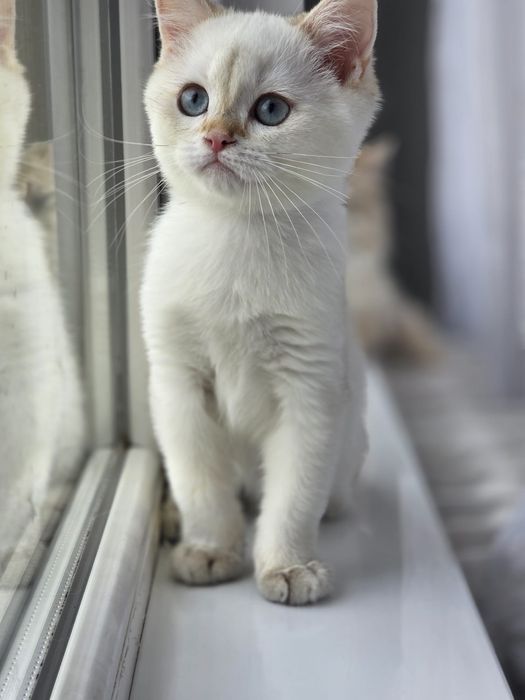 British shorthair  colorpoint