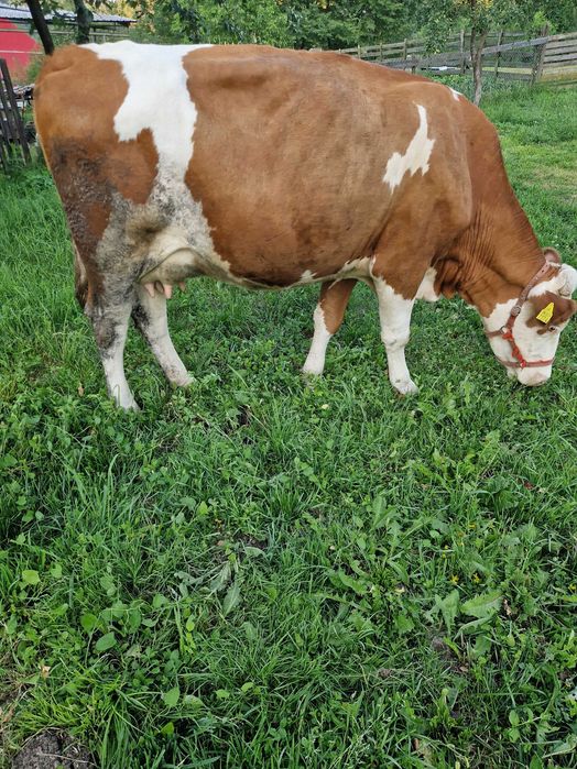 Vaca tanara de vanzare