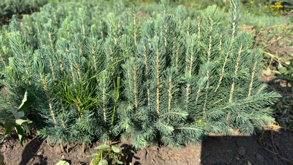 Голубая Ель кўчатлари сотилади!