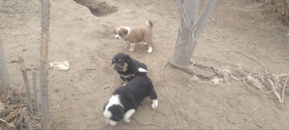 Kuchukchalar sotiladi